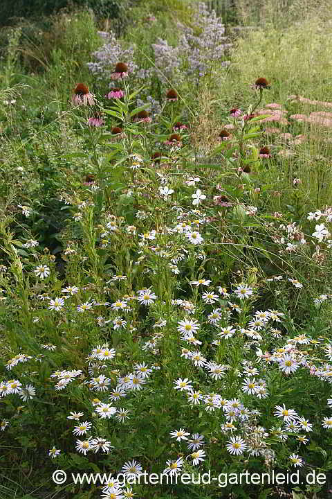 Kalimeris yomena (Schönaster) vor Echinacea purpurea (Roter Scheinsonnenhut)