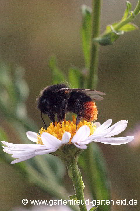 Kalimeris yomena – Schönaster