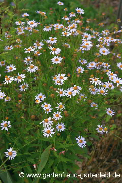 Kalimeris yomena – Schönaster