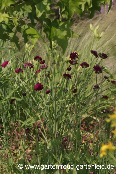 Knautia macedonica – Mazedonische Witwenblume, Purpur-Witwenblume