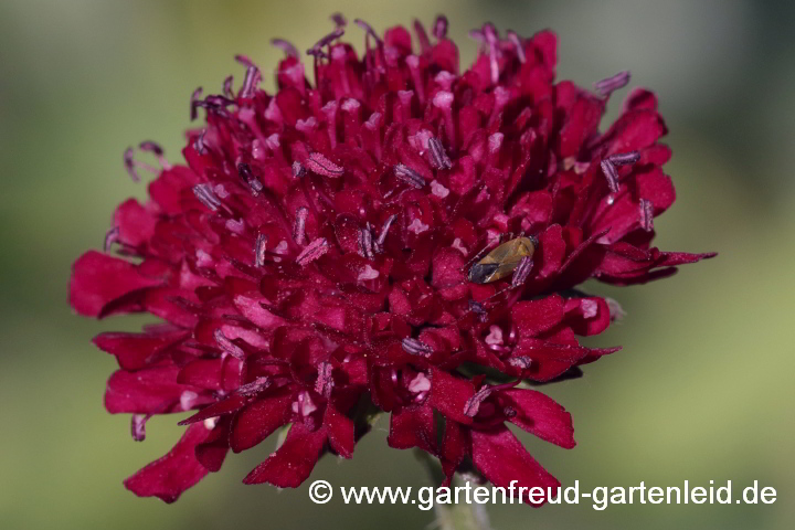 Knautia macedonica – Mazedonische Witwenblume