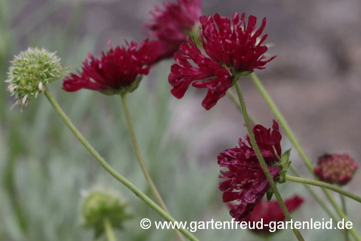 Knautia macedonica – Mazedonische Witwenblume