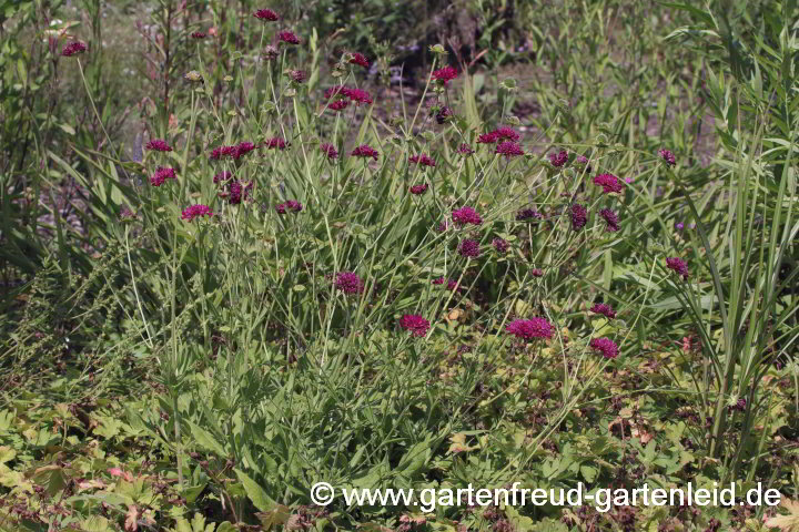 Knautia macedonica – Mazedonische Witwenblume