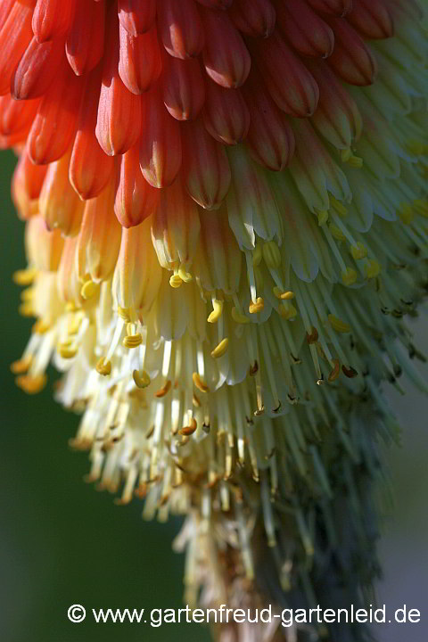 Kniphofia uvaria 'Express' – Schopf-Fackellilie