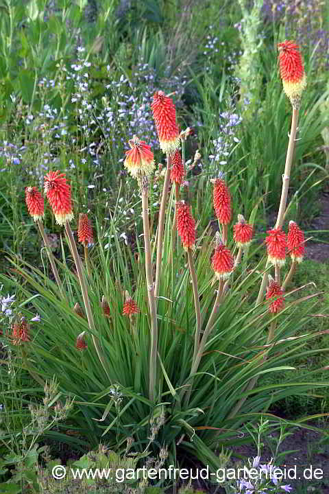 Kniphofia uvaria'Express' – Schopf-Fackellilie