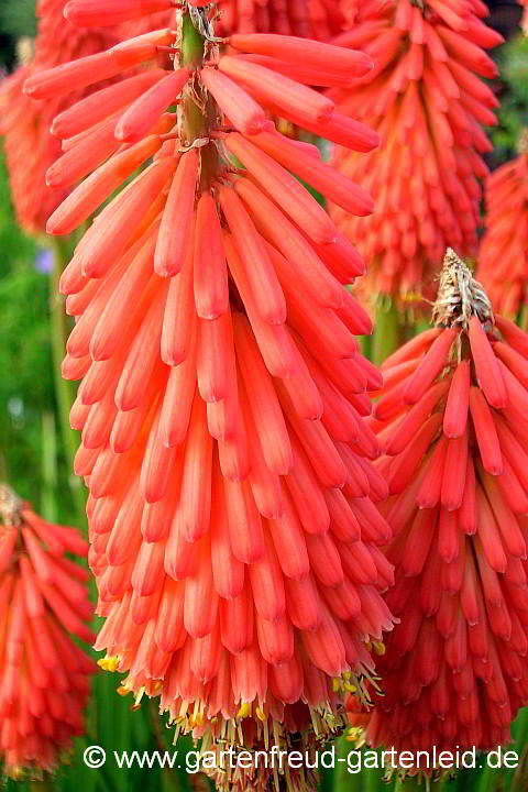 Kniphofia uvaria 'Grandiflora' – Schopf-Fackellilie