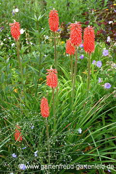 Kniphofia uvaria 'Grandiflora' – Schopf-Fackellilie