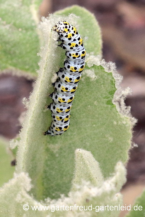 Königskerzen-Mönch – Raupe auf Verbascum thapsus (Kleinblütige Königskerze)