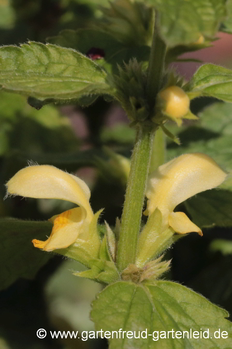 Lamium argentatum (Garten-Goldnessel; Silberblättrige Goldnessel), Blüten