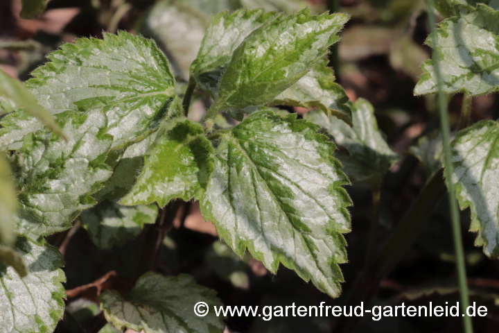 Lamium galeobdolon subsp. argentatum – Garten-Goldnessel; Silberblättrige Goldnessel