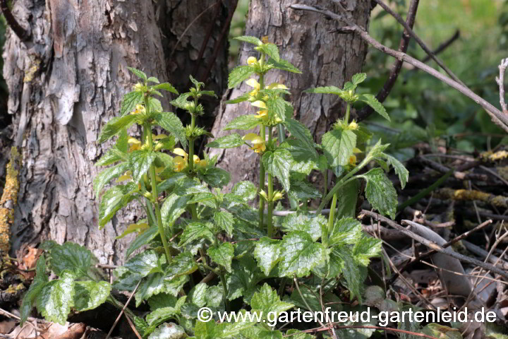 Lamium galeobdolon subsp. argentatum – Garten-Goldnessel, Silberblättrige Goldnessel