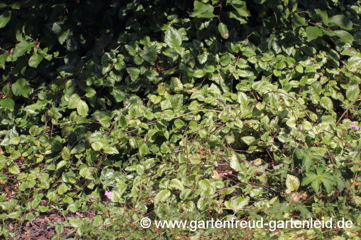 Lamium galeobdolon subsp. argentatum – Garten-Goldnessel; Silberblättrige Goldnessel