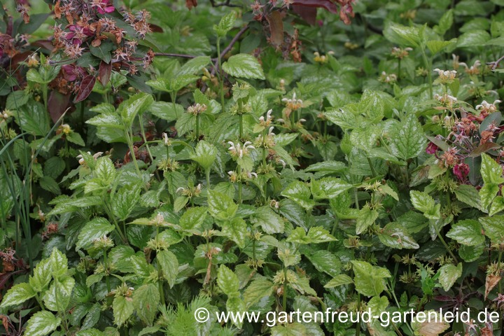 Lamium galeobdolon subsp. argentatum &ndash; Garten-Goldnessel; Silberbl&auml;ttrige Goldnessel