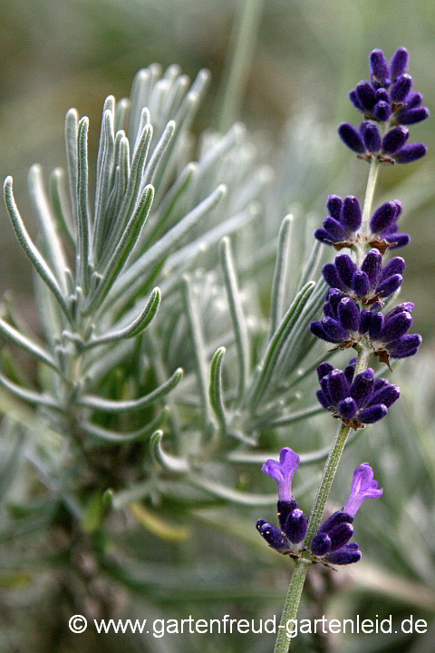 Lavandula angustifolia Hidcote-Gruppe – Echter Lavendel