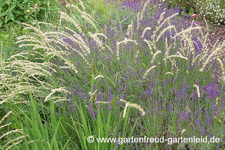 Lavandula angustifolia (Echter Lavendel) mit Melica ciliata (Wimper-Perlgras)