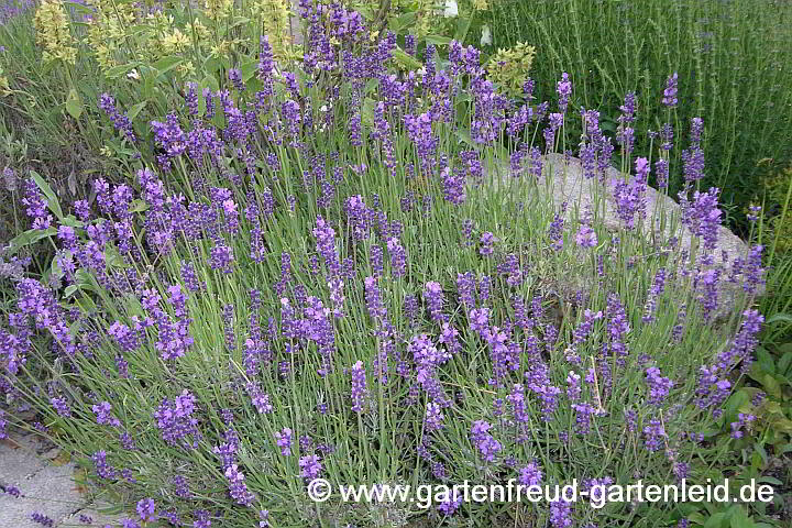 Lavandula angustifolia Munstead-Gruppe – Echter Lavendel