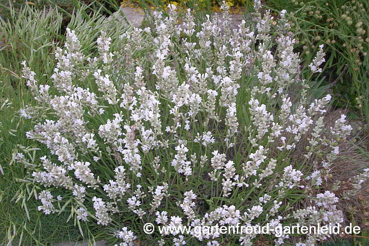 Lavandula angustifolia 'Nana Alba' – Echter Lavendel