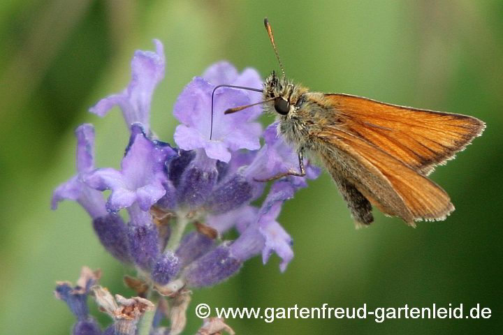 Lavandula angustifolia(Echter Lavendel), Rostfarbiger-Dickkopffalter