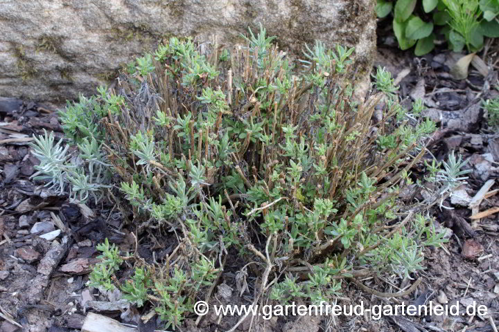 Lavandula angustifolia (Echter Lavendel) – nach dem Sommerschnitt