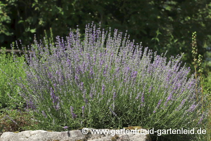 Lavandula angustifolia – Echter Lavendel