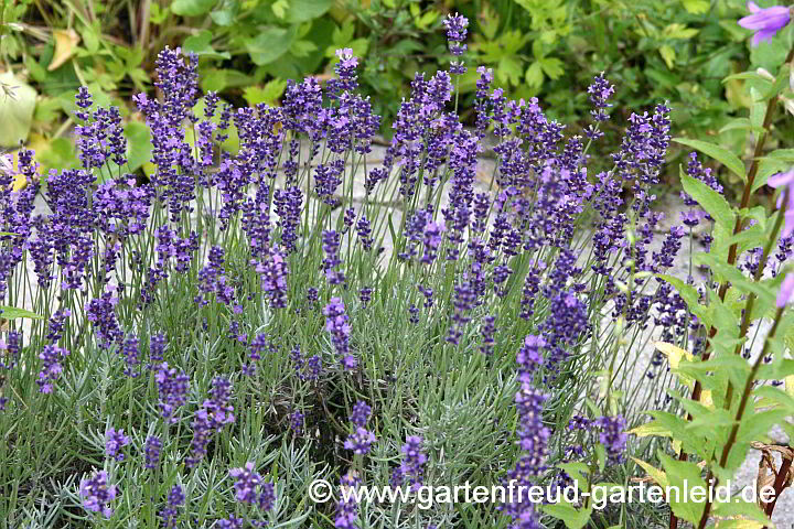 Lavandula angustifolia Hidcote-Gruppe – Echter Lavendel