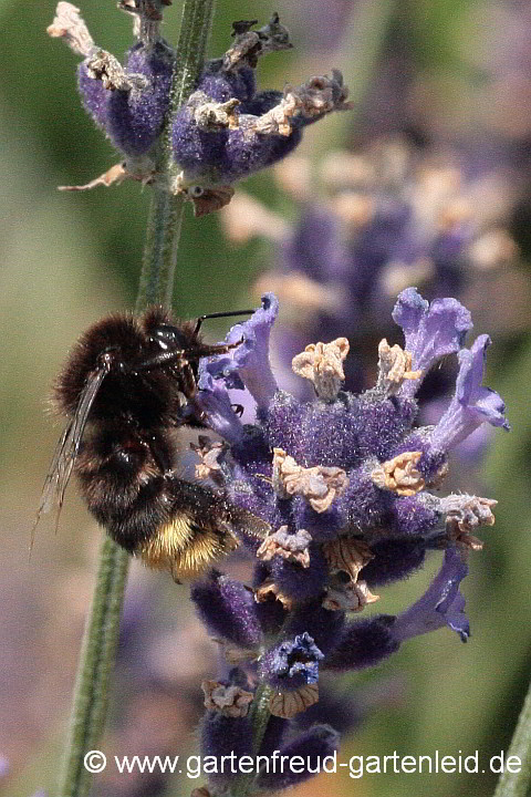 Lavandula angustifolia – Echter Lavendel