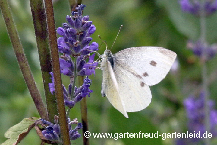 Lavandula angustifolia (Echter Lavendel) – mit Kleinem Kohlweißling