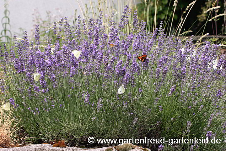 Kohlweißlinge auf Lavandula angustifolia (Echter Lavendel)