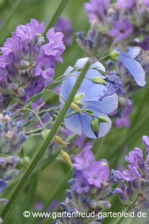 Linum perenne (Stauden-Lein) mit Lavandula angustifolia (Echter Lavendel)