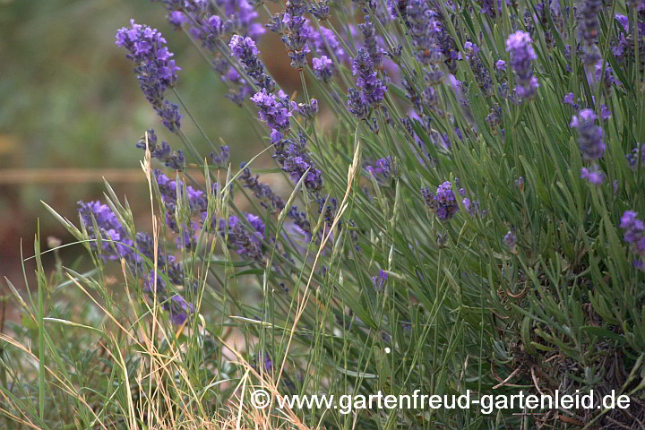 Lavandula angustifolia – Echter Lavendel