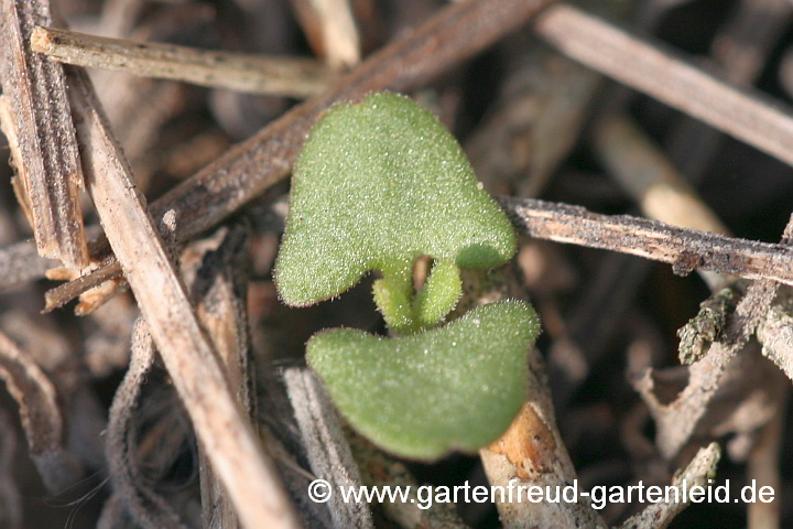 Lavandula angustifolia (Echter Lavendel) – Sämling
