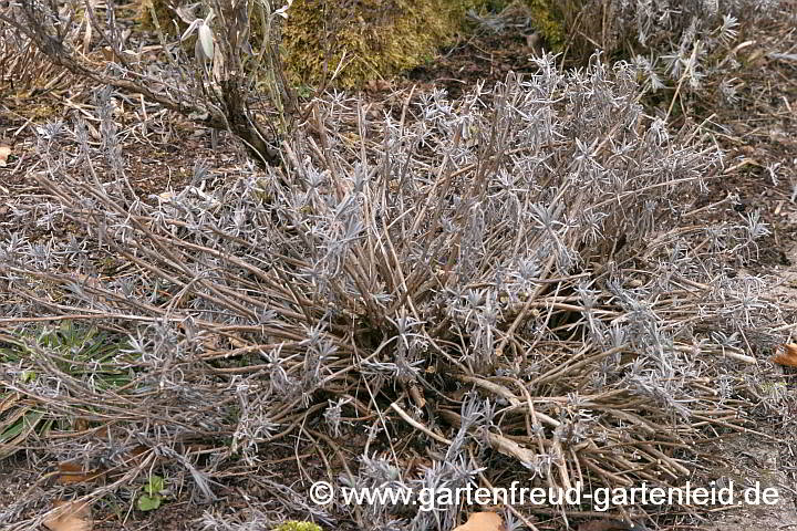 Lavandula angustifolia (Echter Lavendel) – nach dem Frühjahrsschnitt