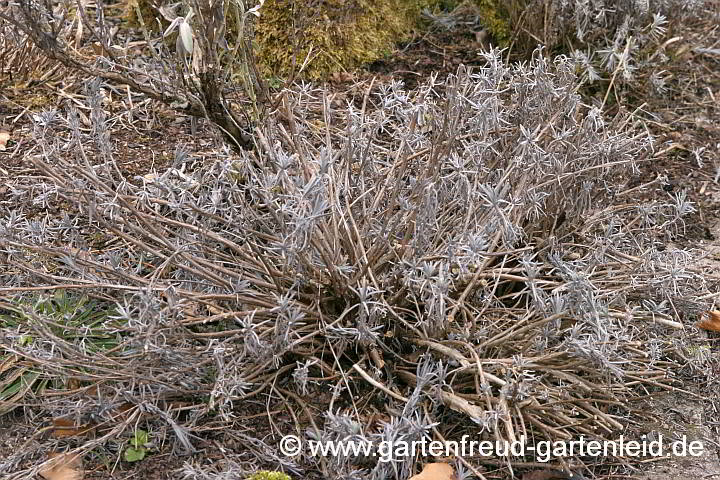 Lavandula angustifolia (Echter Lavendel) – nach dem Frühjahrsschnitt