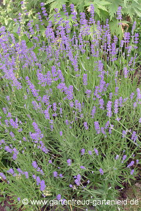 Lavandula angustifolia Echter Lavendel • Gärtnern mit Stauden