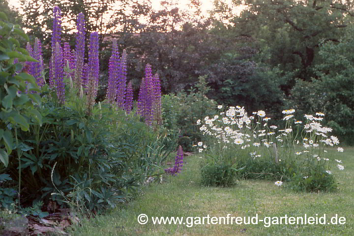 Leucanthemum vulgare mit Lupinus polyphyllus – Wiesen-Margerite mit Garten-Lupine