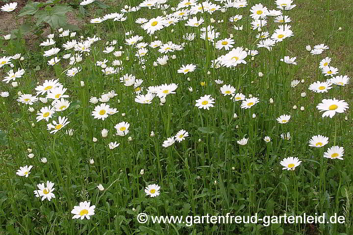 Leucanthemum vulgare – Wiesen-Margerite