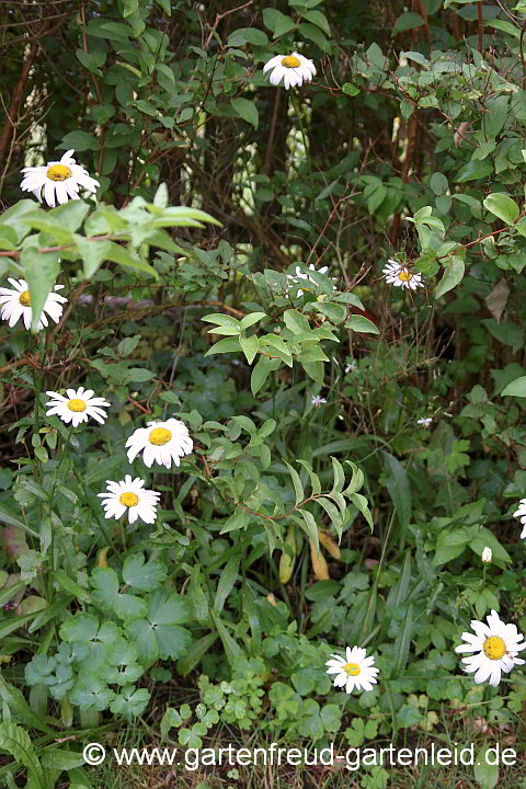 Leucanthemum x superbum 'Brightside' – Garten-Margerite