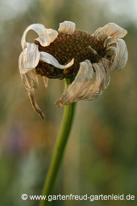 Leucanthemum – Margerite, verblüht