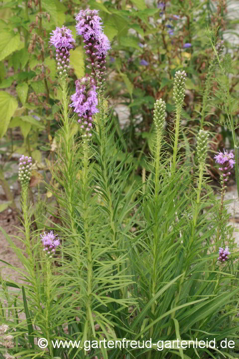 Liatris spicata – Prachtscharte