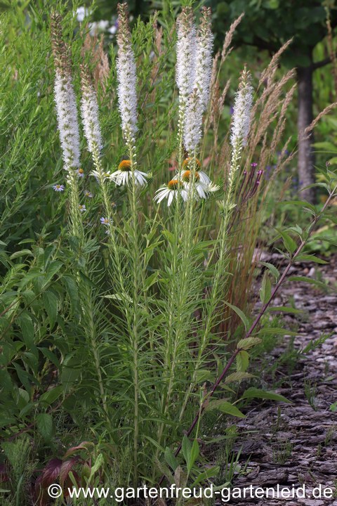 Liatris spicata 'Alba' (&Auml;hrige Prachtscharte)