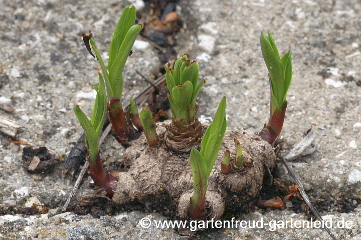 Liatris spicata (Ährige Prachtscharte) – Austrieb