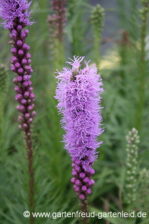 Liatris spicata – Ährige Prachtscharte