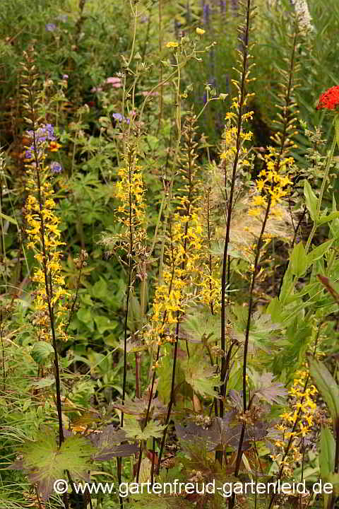 Ligularia przewalskii – Goldkolben, Kolben-Greiskraut, Kreuzkraut