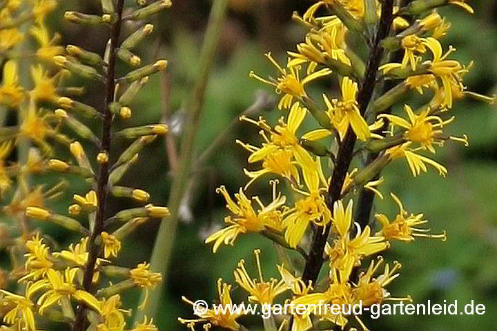 Ligularia przewalskii – Goldkolben, Kolben-Greiskraut, Kreuzkraut