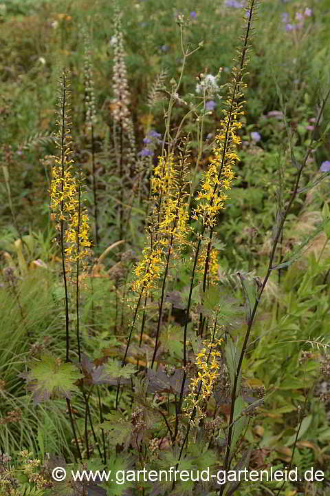 Ligularia przewalskii – Goldkolben, Kolben-Greiskraut, Kreuzkraut