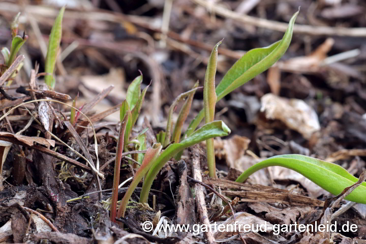 Limonium latifolium (Breitblättriger Strandflieder, Meerlavendel) – Austrieb
