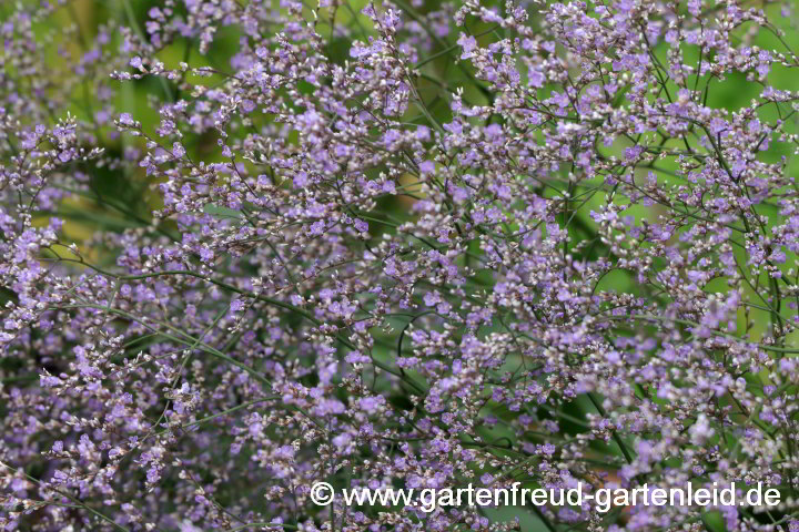 Limonium latifolium (Breitblättriger Strandflieder, Meerlavendel) – Blüten