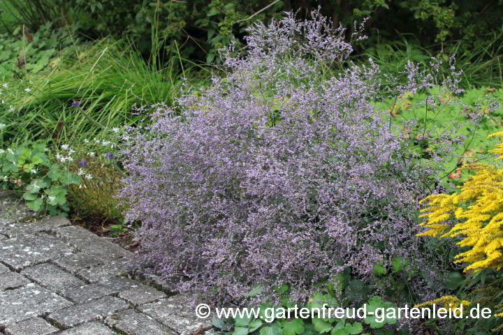 Limonium latifolium (Breitblättriger Strandflieder, Meerlavendel) in Schieflage