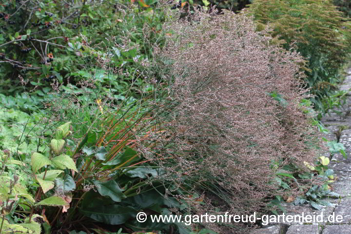 Limonium latifolium (Breitblättriger Strandflieder, Meerlavendel) in Schieflage