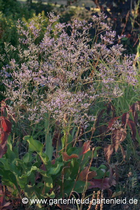 Limonium latifolium – Breitblättriger Strandflieder, Meerlavendel